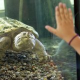 La tortue hargneuse possède une mâchoire puissante et un long cou (archives).